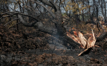 Symbolbild. Foto: pexels.com/Engin Akyurt