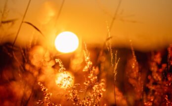 Foto: pexels.com/Ann Barnes