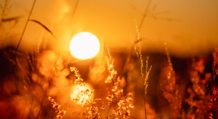 Foto: pexels.com/Ann Barnes