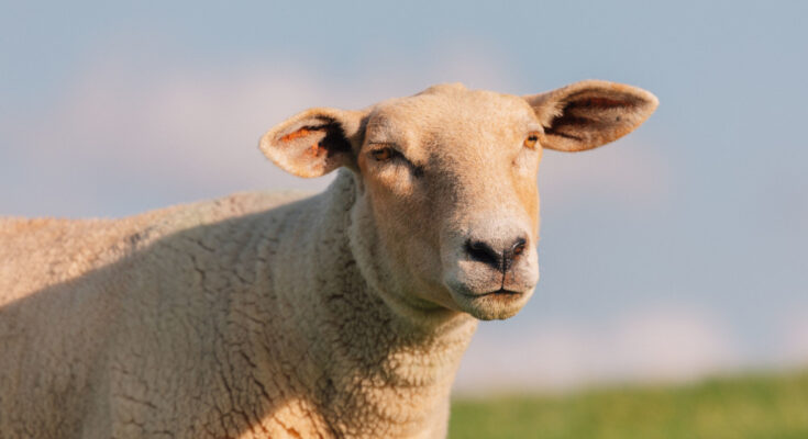 Foto: pexels.com/Matthis Volquardsen